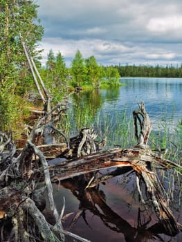 The old fallen trees in wild lake water