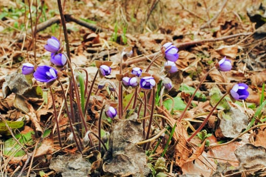 The first spring flowers - hepatica nobilis