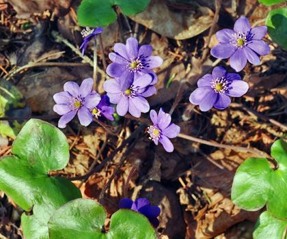 The first spring flowers - hepatica nobilis