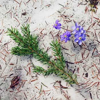 The first spring flowers on the last snow - hepatica nobilis