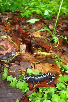 A Marbled Salamander (Ambystoma opacum) out hunting after a heavy rain in Monte Sano State Park - Alabama.