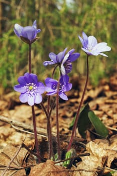 The first spring flowers - hepatica nobilis