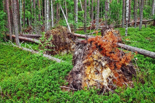 Pines fallen in wood after hurricane