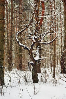 dancing pine in winter cold forest