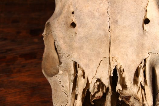 Close-up shot of a Creepy Deer Skull
