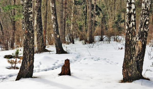 Snow path  in winter birch forest