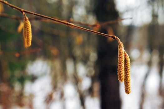 spring tree flowers -  betula pendula