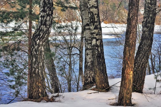 birch and pines on spring river coast