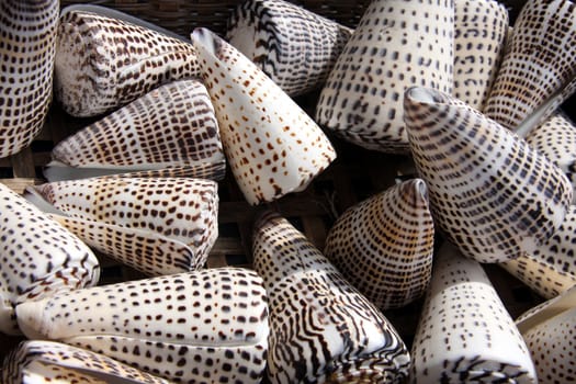 Triangular brown and white sea shells in a group.