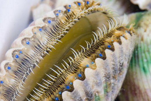 Live Gulf of Mexico Scallop beatailing it's multiple blue eyes