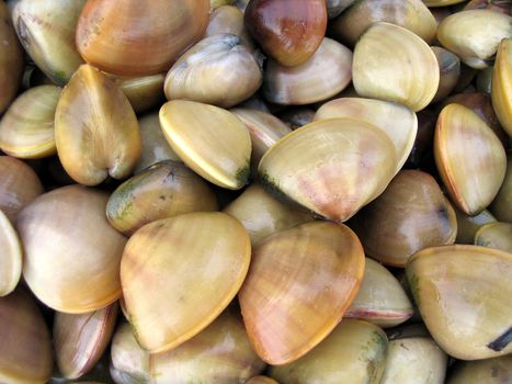 Multi colored clams ready to be steamed