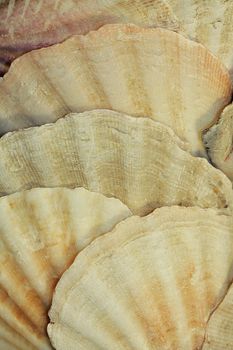 Macro study of a group of sand dollars