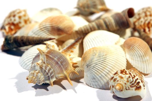 A mixed group of colorful Sea Shells isolated on a white background