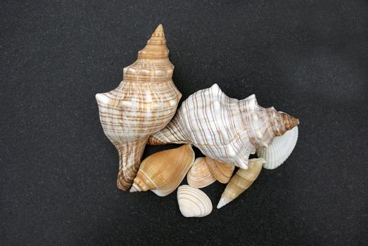 Mixed Sea Shells isolated on a black sand background