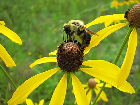 A photograph of a bee on a yellow flower.