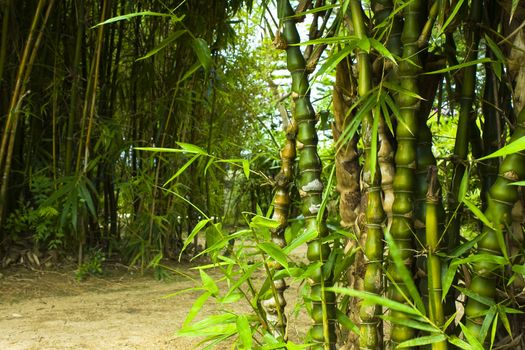 Asian Bamboo forest in hong kong for texture