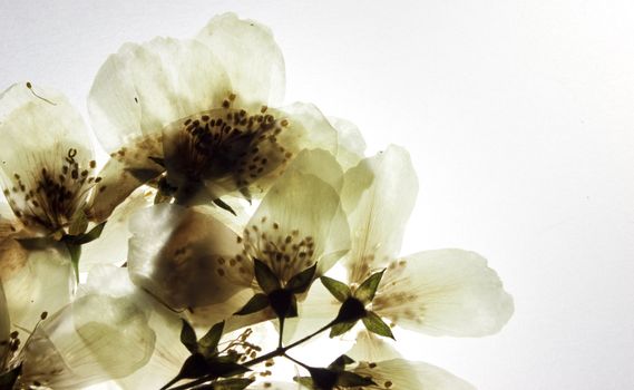 Dried branch of jasmine flowers in front to light