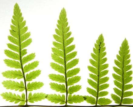 Detail of green fern leaves isolated
