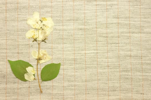 Dried jasmine over natural linen striped textured fabric textile