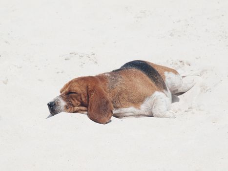 Cute beagle sleeping on a white sand beach