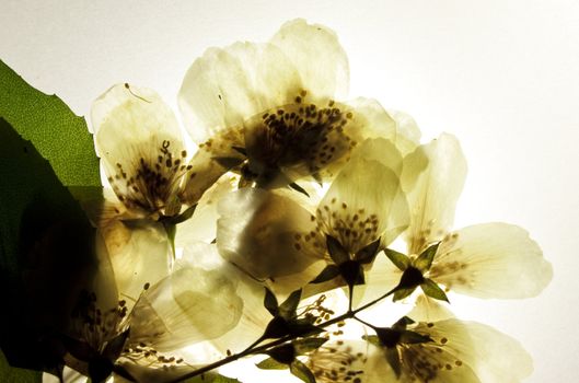 Dried branch of jasmine flowers in front to light