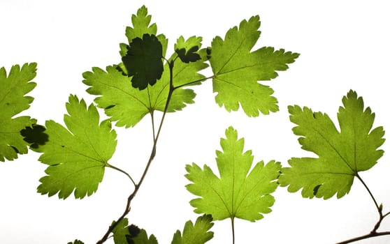 green dry leaf over white background 