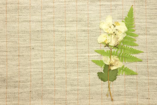 Dried jasmine over natural linen striped textured fabric textile