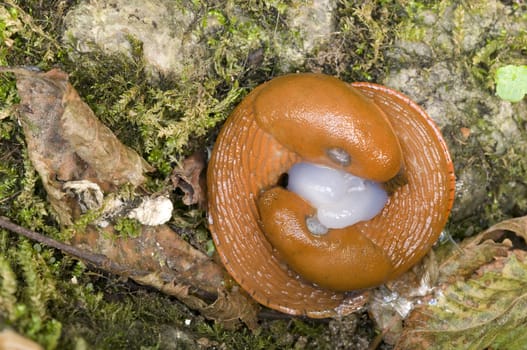 Two red slug, Arion, mating on ground