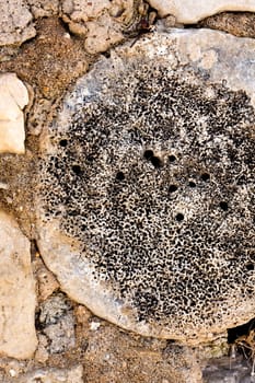 Close up view of a worn textured cement wall.