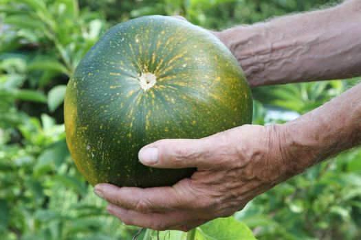 Maturing pumkin, beginning to turn yellow, being held in hands.