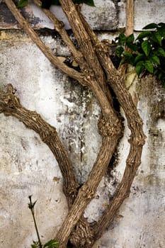 Close up view of a worn textured cement wall with crawler plant.