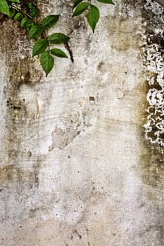 Close up view of a worn textured cement wall with crawler plant.