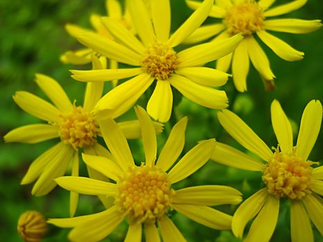 A photograph of a yellow flower in a field.