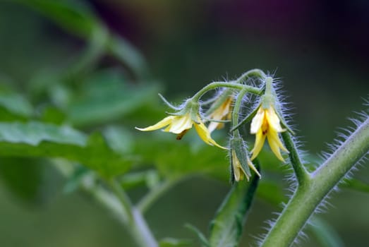 Close up picture of tomato flowers