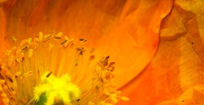 Closeup picture of an orange poppy flower