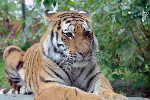 Closeup picture of a Siberian Tiger on a Summer day