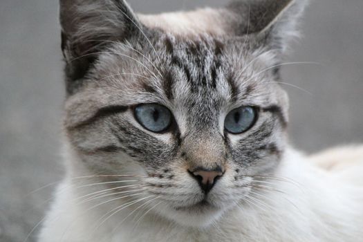 Head of a beautiful grey cat with blue eyes