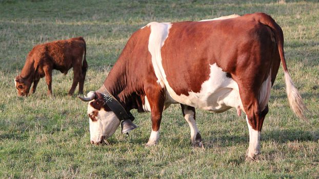 Brown cow and calf eating the grass in a meadow