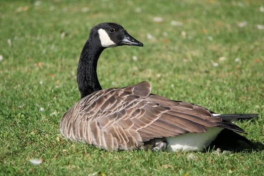 Goose with a long black neck lying on the grass and looking at behind it