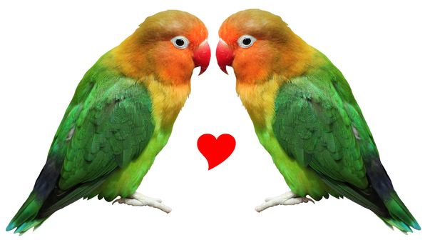 Two colored bird agapornis-fischeri face to face with a small red heart between them and isolated on white background