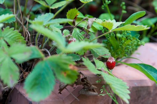 The picture of the tasty home grown strawberry 