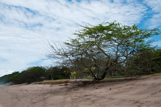 The picture of the Lonely tree on the beach of the pacific ocean