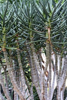 Variety of the Aloe plant, Aloe ramosissima pill., from Namibia, Africa. Family Liliaceae.