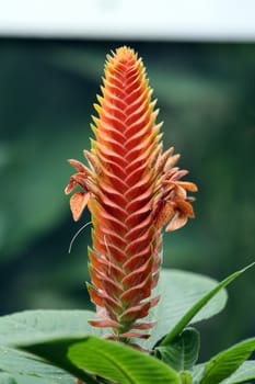 The american tropical flowering plant Aphelandra Fuscopunctata Markgr. Family Acanthaceae.