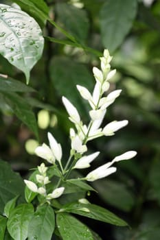 A rare tropical flower from West Africa, Crossandra flava. Family Acanthaceae.