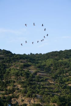Goose flying in V formation over the Rhine Valley, Rhineland-Palatinate, Germany.