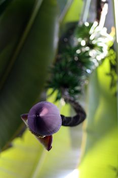 The flower of the Banana tree, Musa x Paradisiaca.