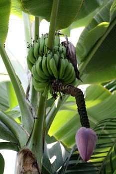 The fruit of the Banana tree, Musa x Paradisiaca.