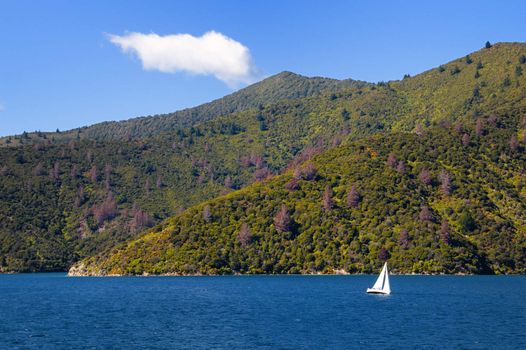 Sailing Boat in Marlborough Sounds, New Zealand.