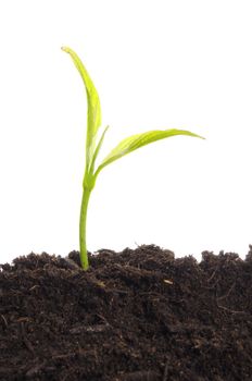 business growth concept with ypoung plant and soil on white background